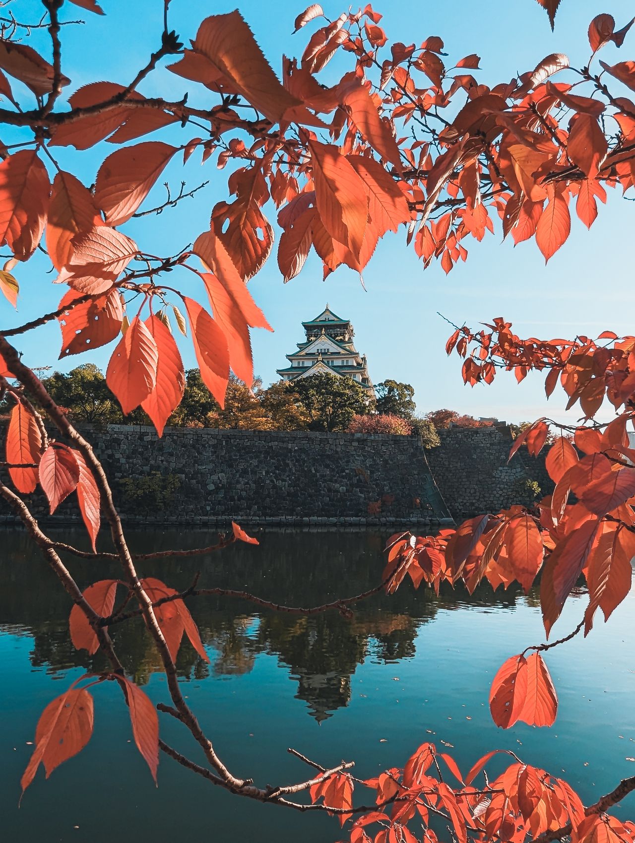 紅葉に囲まれた大阪城のイメージ